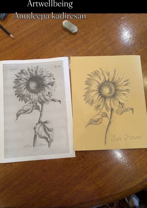 Two pencil drawings of sunflowers